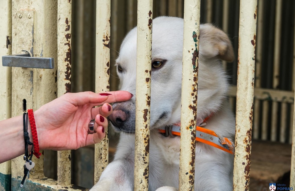 FOTO: O opustené psíky v Poprade bude lepšie postarané. Mestský útulok prešiel výraznou zmenou, foto 6