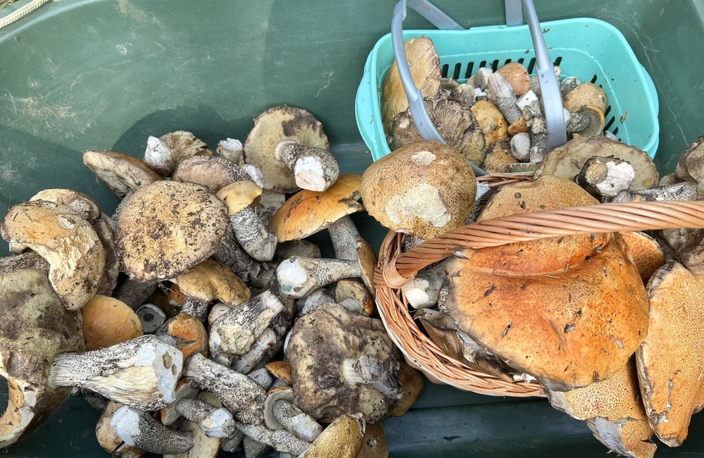 FOTO: Na hubárov sa v podtatranských lesoch počas víkendu usmialo šťastie, foto 1