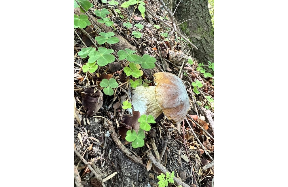 FOTO: Na hubárov sa v podtatranských lesoch počas víkendu usmialo šťastie, foto 2