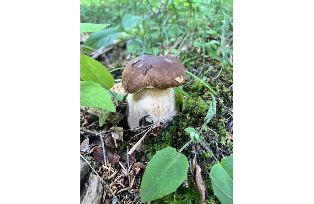 FOTO: Na hubárov sa v podtatranských lesoch počas víkendu usmialo šťastie, foto 3