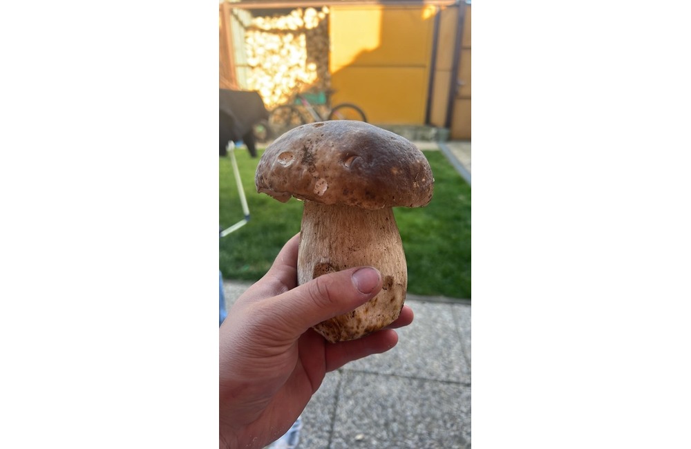 FOTO: Na hubárov sa v podtatranských lesoch počas víkendu usmialo šťastie, foto 4