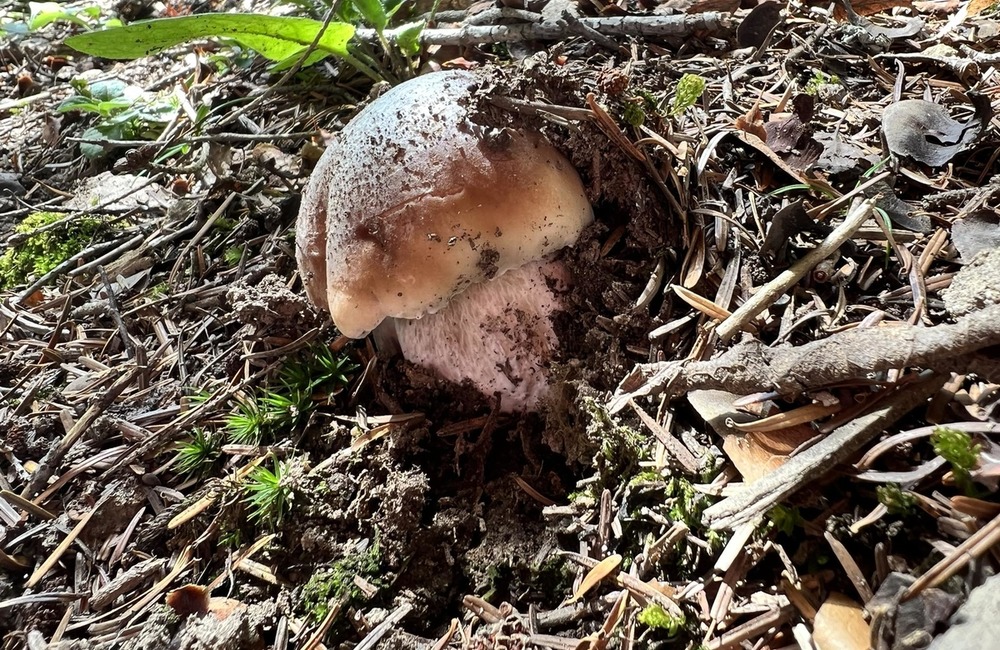 FOTO: Na hubárov sa v podtatranských lesoch počas víkendu usmialo šťastie, foto 5