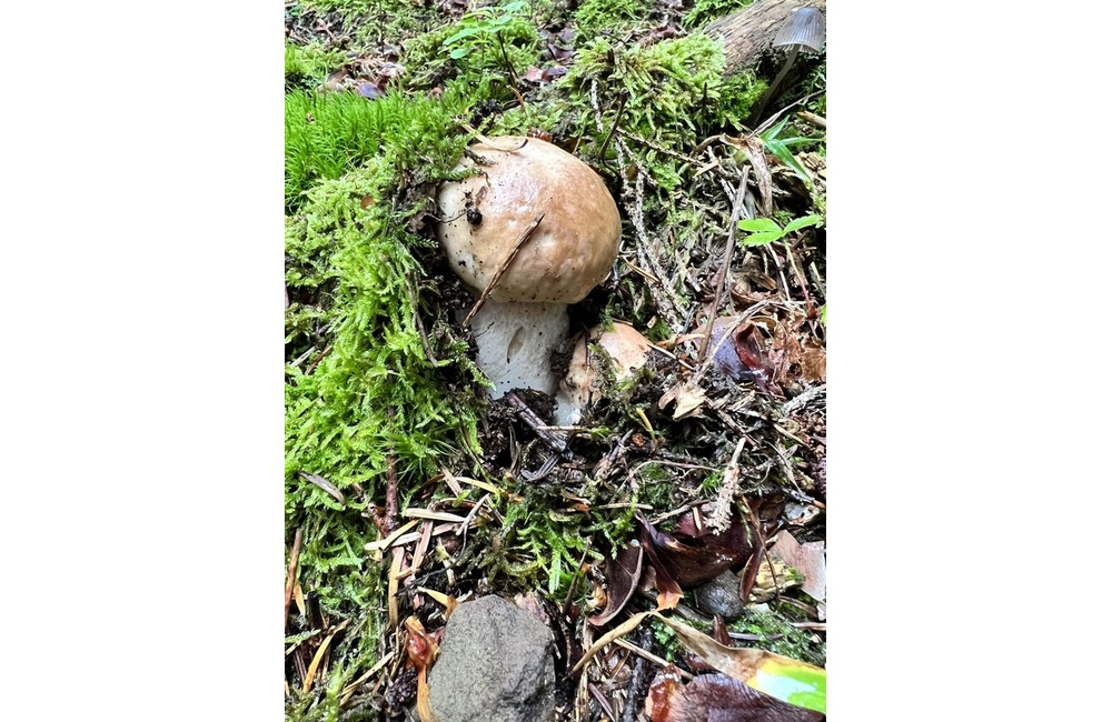 FOTO: Na hubárov sa v podtatranských lesoch počas víkendu usmialo šťastie, foto 6