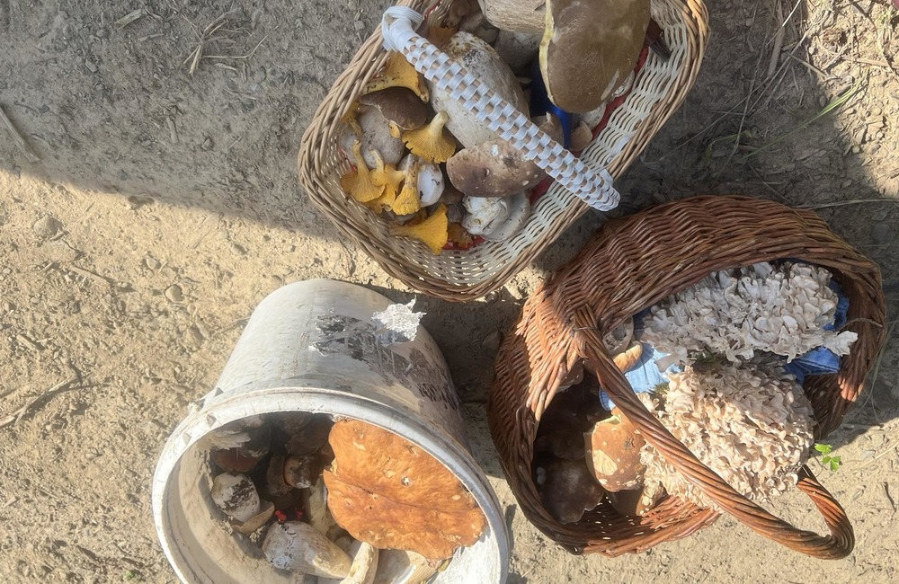 FOTO: Na hubárov sa v podtatranských lesoch počas víkendu usmialo šťastie, foto 7