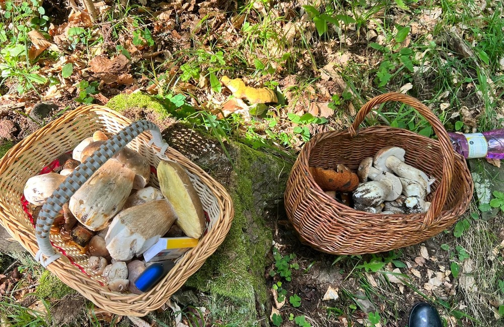 FOTO: Na hubárov sa v podtatranských lesoch počas víkendu usmialo šťastie, foto 8