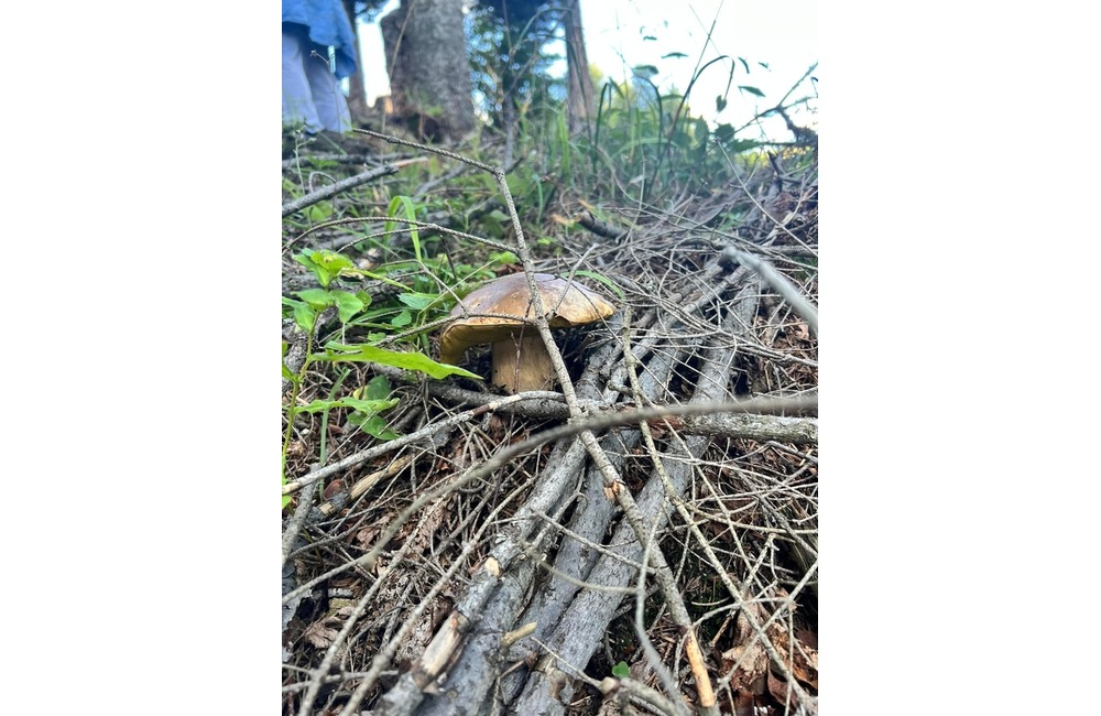 FOTO: Na hubárov sa v podtatranských lesoch počas víkendu usmialo šťastie, foto 9