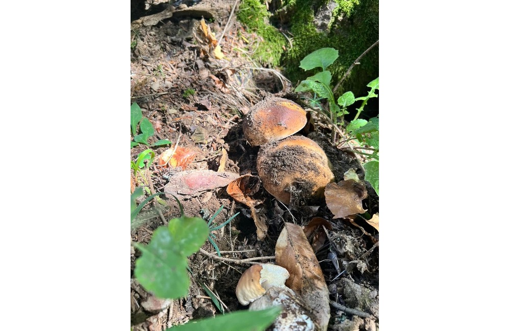 FOTO: Na hubárov sa v podtatranských lesoch počas víkendu usmialo šťastie, foto 10