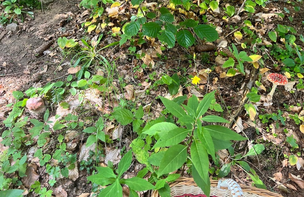 FOTO: Na hubárov sa v podtatranských lesoch počas víkendu usmialo šťastie, foto 11