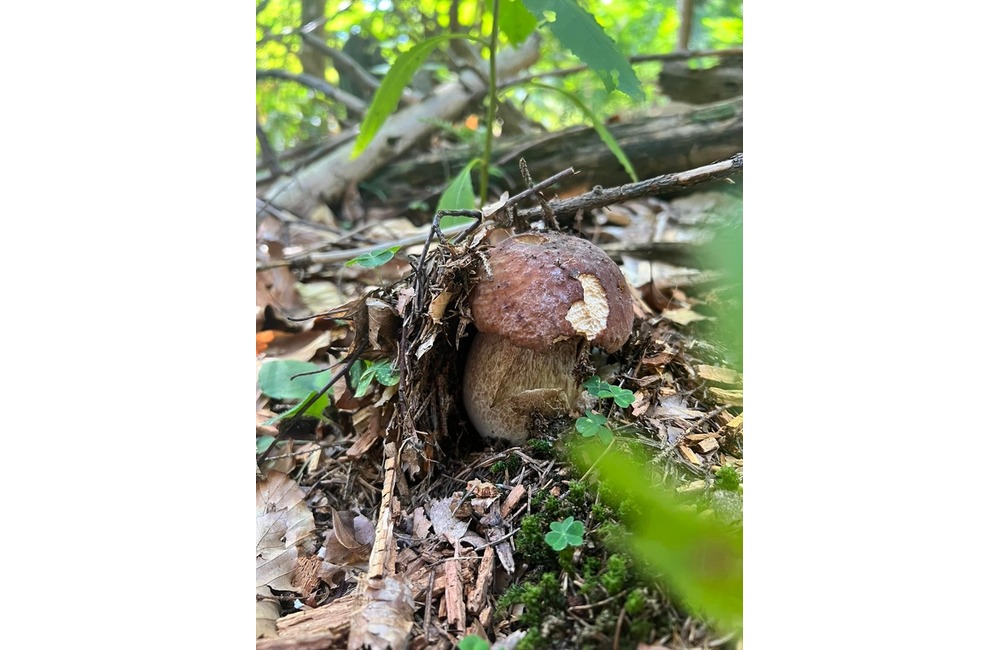 FOTO: Na hubárov sa v podtatranských lesoch počas víkendu usmialo šťastie, foto 12