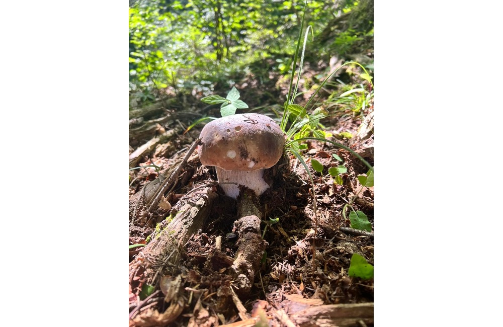 FOTO: Na hubárov sa v podtatranských lesoch počas víkendu usmialo šťastie, foto 13