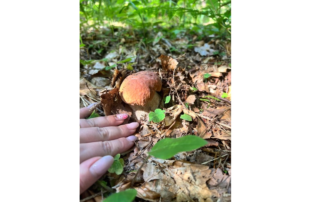 FOTO: Na hubárov sa v podtatranských lesoch počas víkendu usmialo šťastie, foto 14