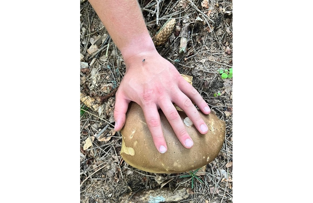 FOTO: Na hubárov sa v podtatranských lesoch počas víkendu usmialo šťastie, foto 15