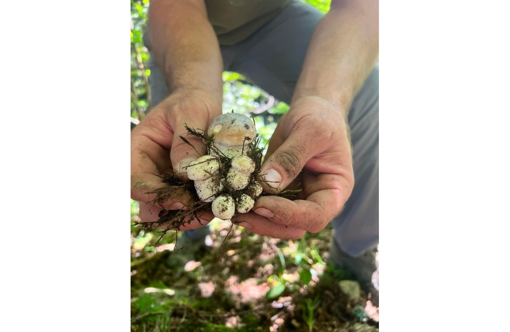 FOTO: Na hubárov sa v podtatranských lesoch počas víkendu usmialo šťastie, foto 16