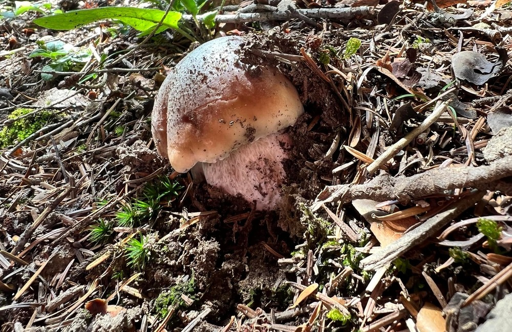 FOTO: Na hubárov sa v podtatranských lesoch počas víkendu usmialo šťastie, foto 17