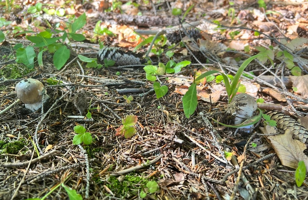FOTO: Na hubárov sa v podtatranských lesoch počas víkendu usmialo šťastie, foto 18