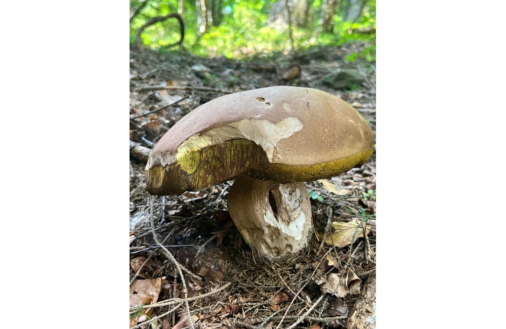 FOTO: Na hubárov sa v podtatranských lesoch počas víkendu usmialo šťastie, foto 19