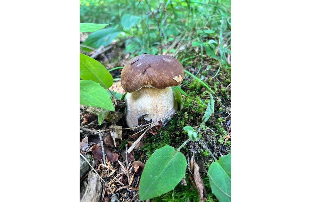 FOTO: Na hubárov sa v podtatranských lesoch počas víkendu usmialo šťastie, foto 20