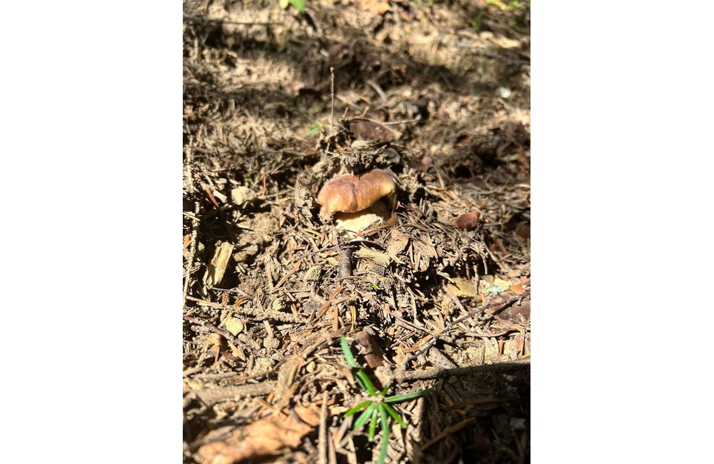 FOTO: Na hubárov sa v podtatranských lesoch počas víkendu usmialo šťastie, foto 21