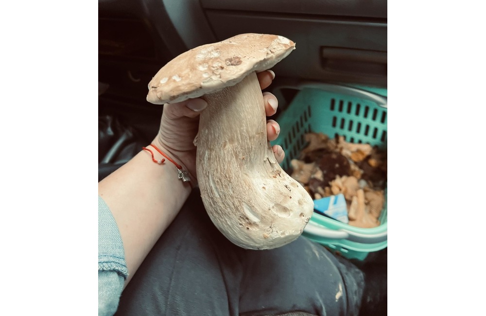 FOTO: Na hubárov sa v podtatranských lesoch počas víkendu usmialo šťastie, foto 22