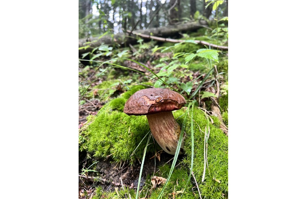 FOTO: Na hubárov sa v podtatranských lesoch počas víkendu usmialo šťastie, foto 23