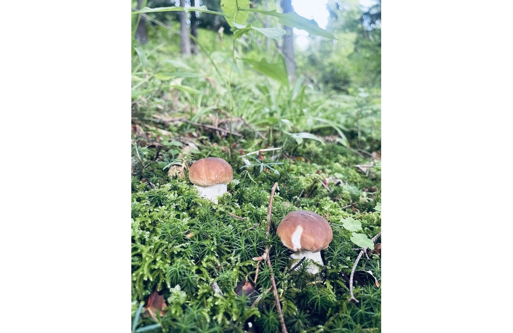 FOTO: Na hubárov sa v podtatranských lesoch počas víkendu usmialo šťastie, foto 24