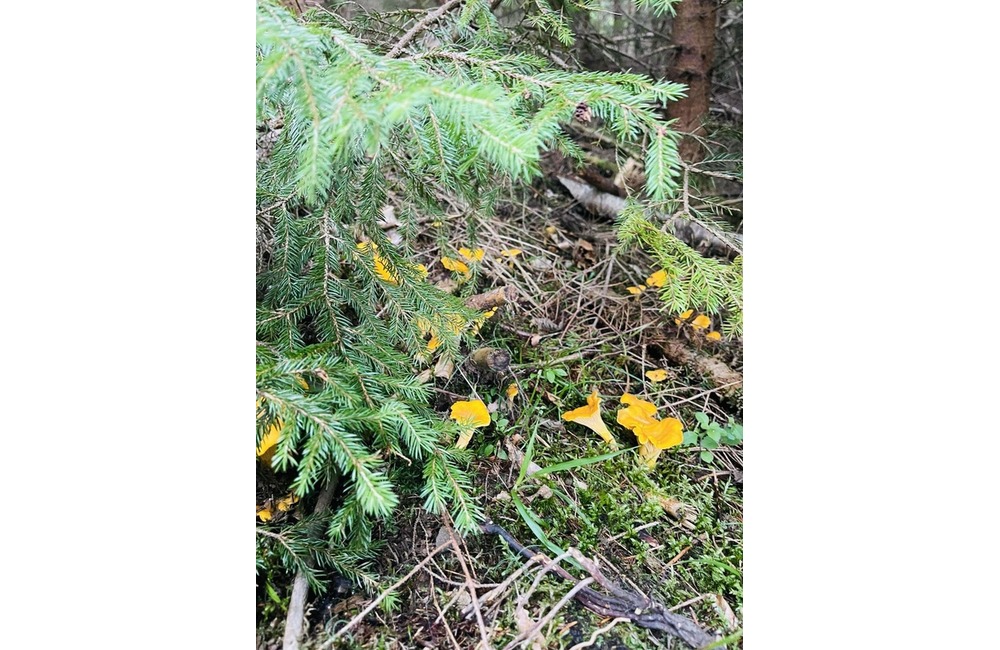 FOTO: Na hubárov sa v podtatranských lesoch počas víkendu usmialo šťastie, foto 25