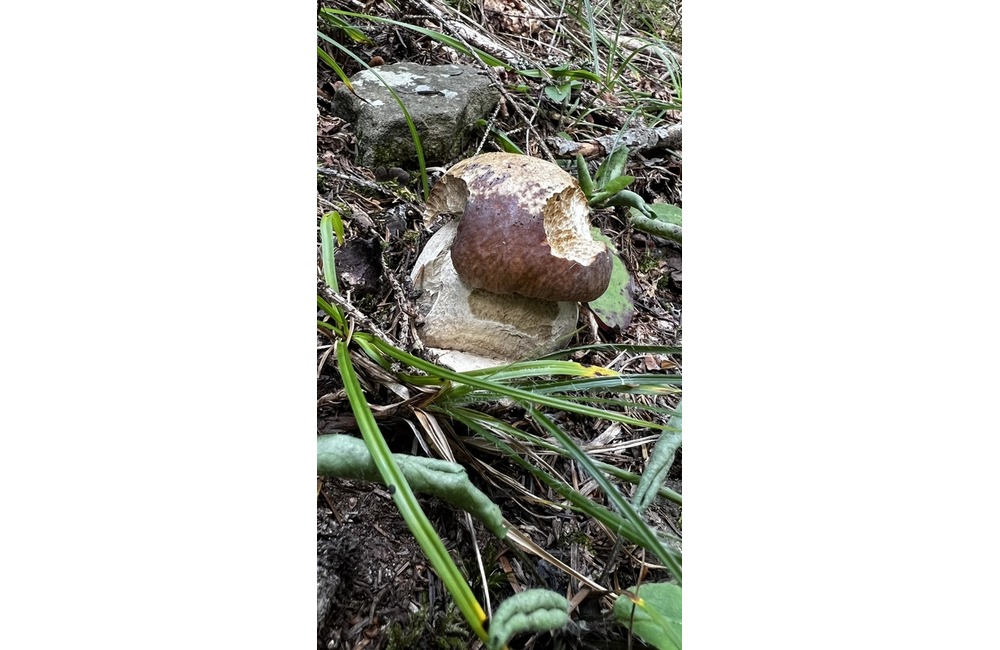 FOTO: Na hubárov sa v podtatranských lesoch počas víkendu usmialo šťastie, foto 26