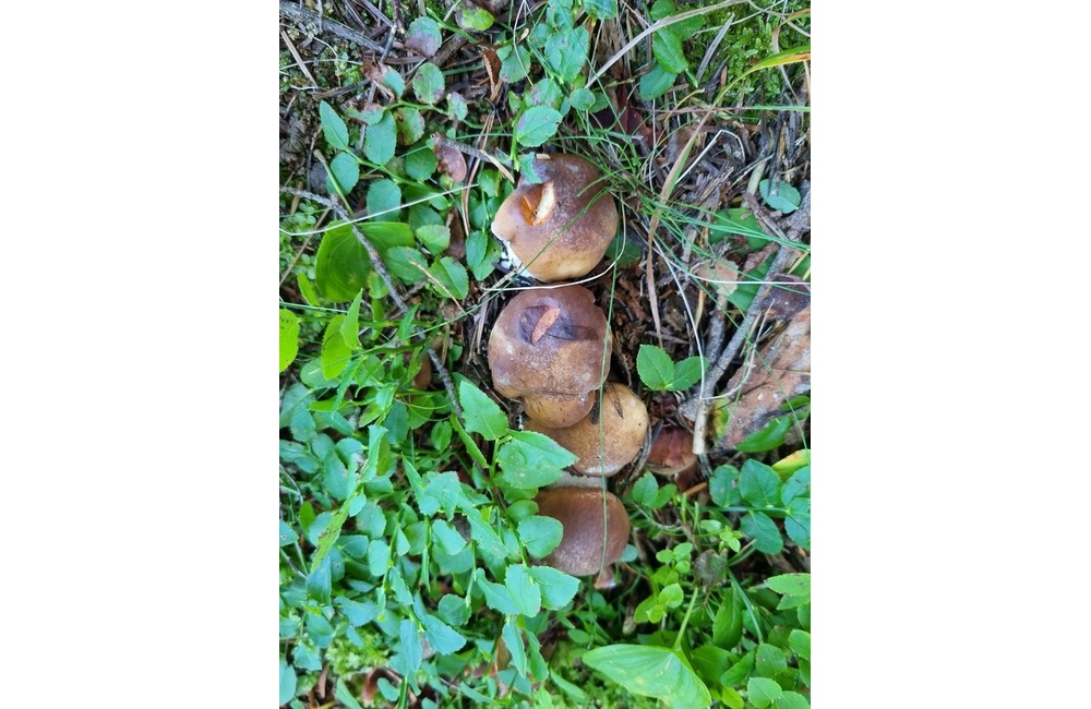 FOTO: Na hubárov sa v podtatranských lesoch počas víkendu usmialo šťastie, foto 27