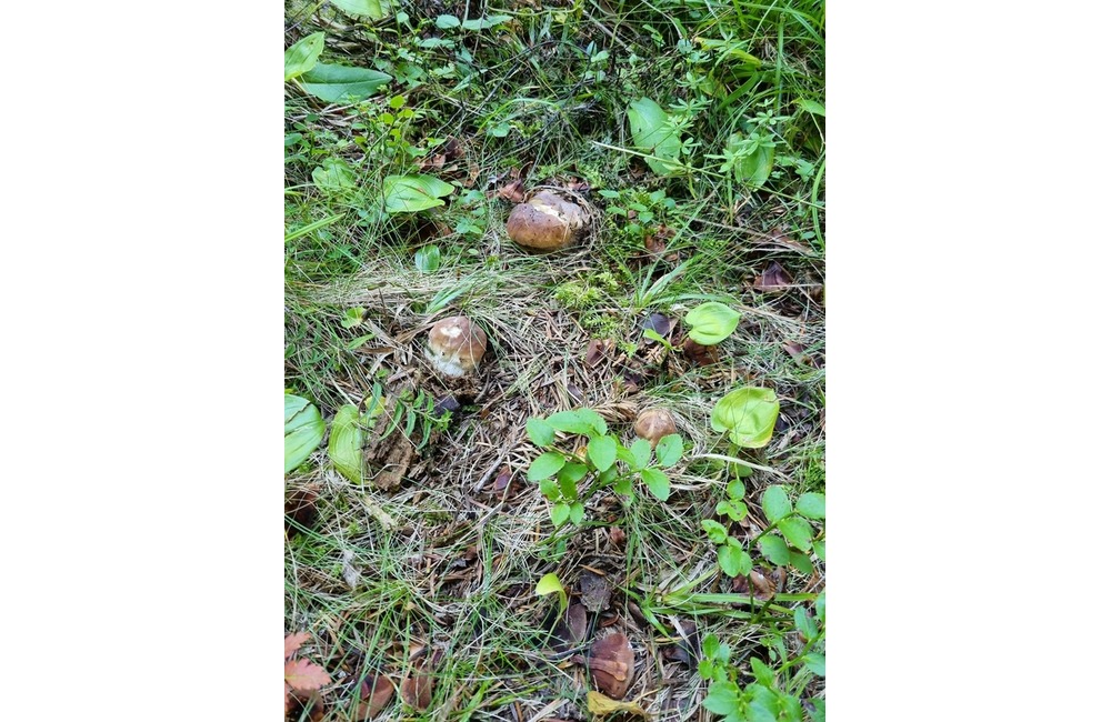 FOTO: Na hubárov sa v podtatranských lesoch počas víkendu usmialo šťastie, foto 28