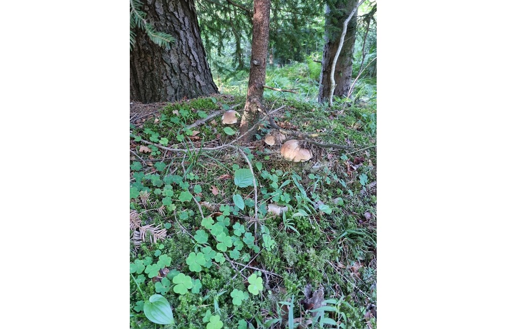 FOTO: Na hubárov sa v podtatranských lesoch počas víkendu usmialo šťastie, foto 29