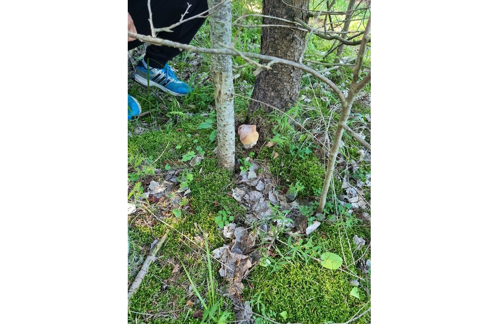 FOTO: Na hubárov sa v podtatranských lesoch počas víkendu usmialo šťastie, foto 30