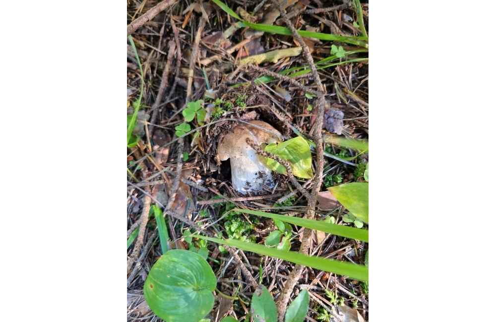 FOTO: Na hubárov sa v podtatranských lesoch počas víkendu usmialo šťastie, foto 31