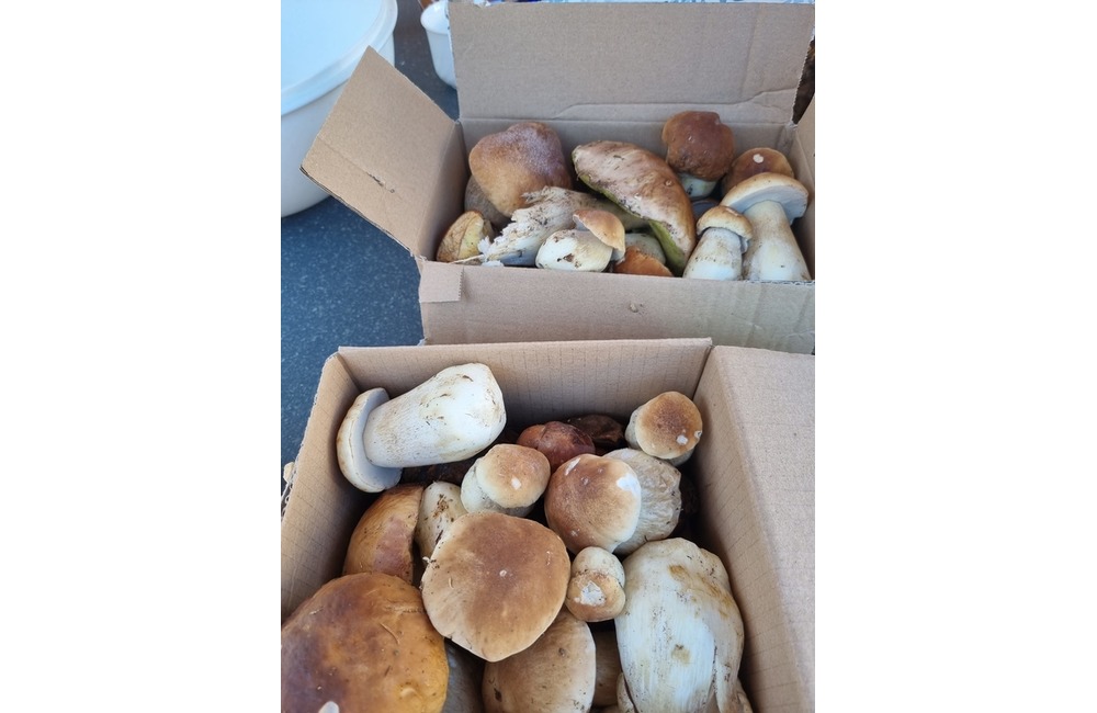 FOTO: Na hubárov sa v podtatranských lesoch počas víkendu usmialo šťastie, foto 32