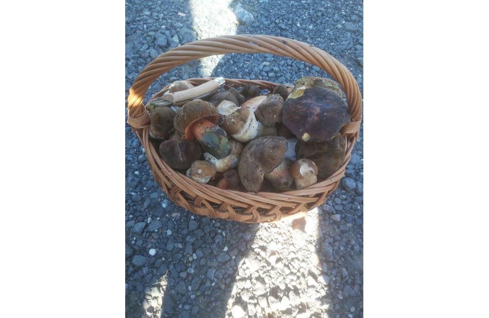 FOTO: Na hubárov sa v podtatranských lesoch počas víkendu usmialo šťastie, foto 33