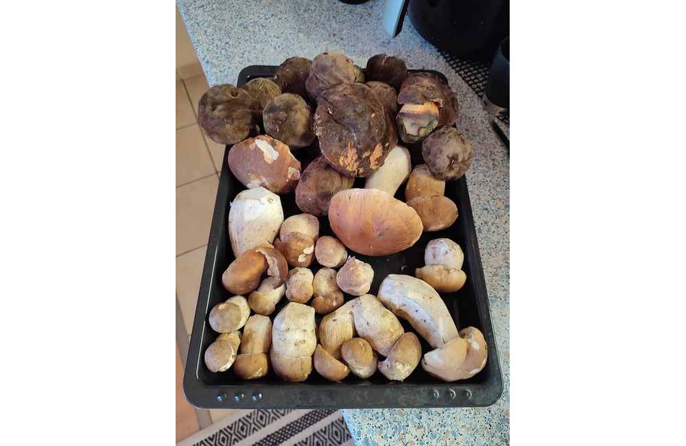 FOTO: Na hubárov sa v podtatranských lesoch počas víkendu usmialo šťastie, foto 34