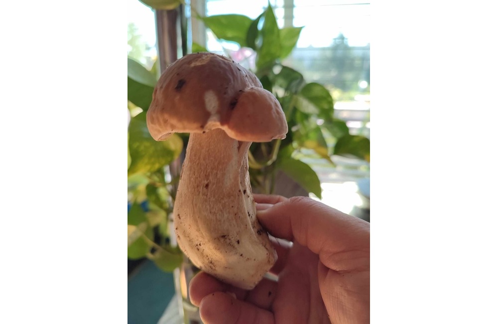 FOTO: Na hubárov sa v podtatranských lesoch počas víkendu usmialo šťastie, foto 35