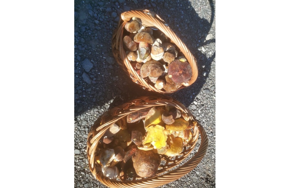 FOTO: Na hubárov sa v podtatranských lesoch počas víkendu usmialo šťastie, foto 36