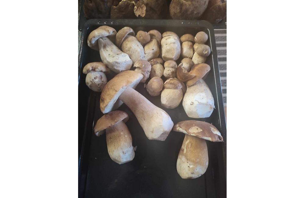 FOTO: Na hubárov sa v podtatranských lesoch počas víkendu usmialo šťastie, foto 38