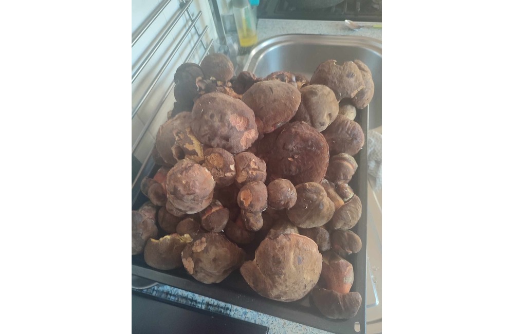 FOTO: Na hubárov sa v podtatranských lesoch počas víkendu usmialo šťastie, foto 39