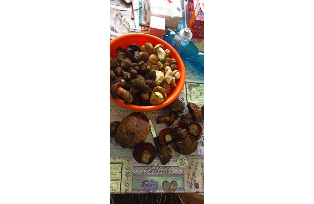 FOTO: Na hubárov sa v podtatranských lesoch počas víkendu usmialo šťastie, foto 40