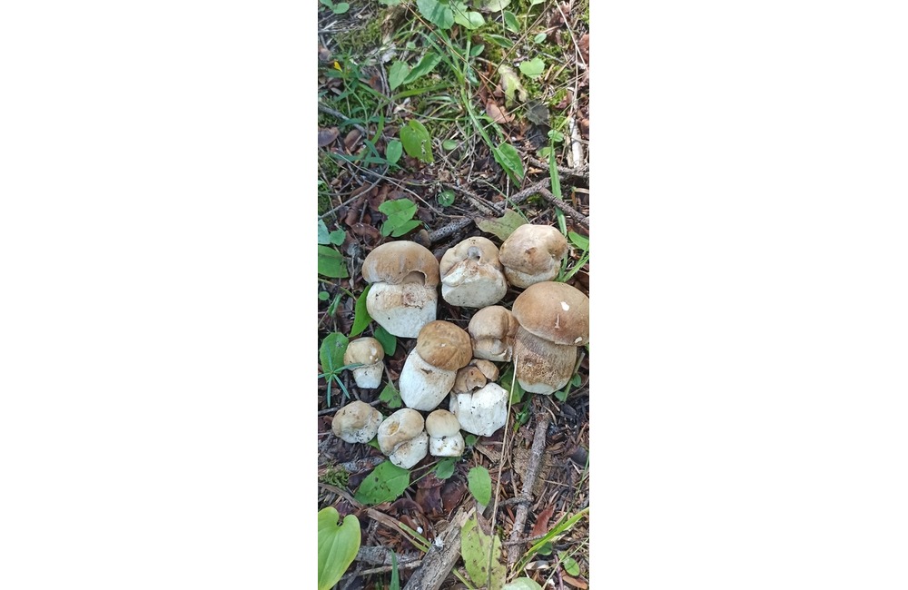 FOTO: Na hubárov sa v podtatranských lesoch počas víkendu usmialo šťastie, foto 41