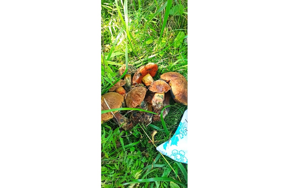 FOTO: Na hubárov sa v podtatranských lesoch počas víkendu usmialo šťastie, foto 42