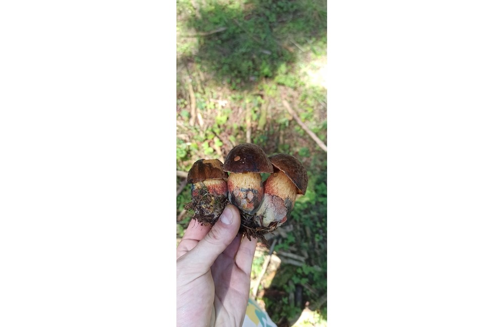 FOTO: Na hubárov sa v podtatranských lesoch počas víkendu usmialo šťastie, foto 43