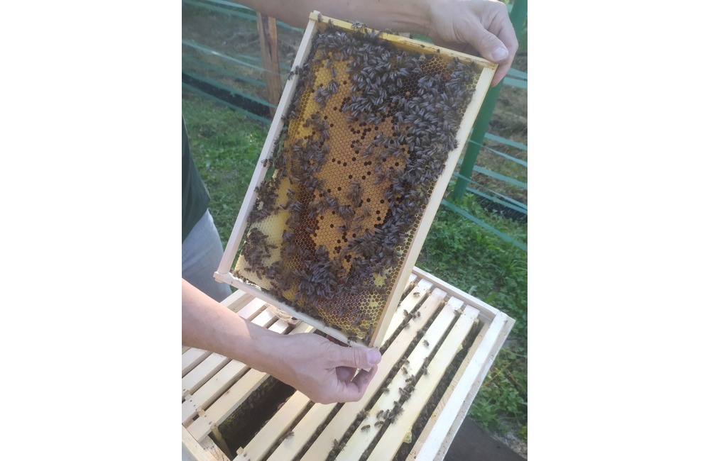 FOTO: Na lúke v Tatranskej Lomnici našlo nový domov až päť včelích rodín , foto 1
