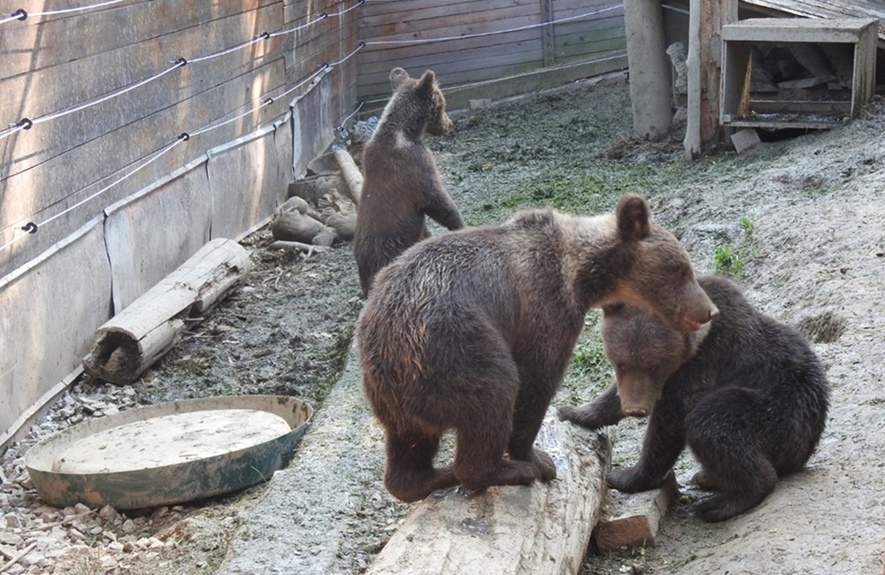 FOTO:  Medvedie siroty z Vysokých Tatier našli nový domov, foto 1