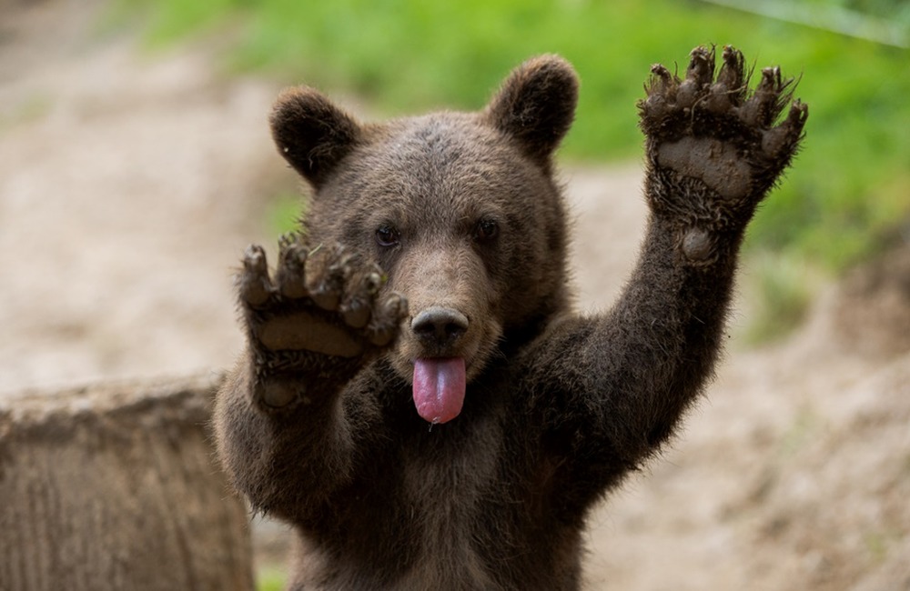 FOTO:  Medvedie siroty z Vysokých Tatier našli nový domov, foto 2