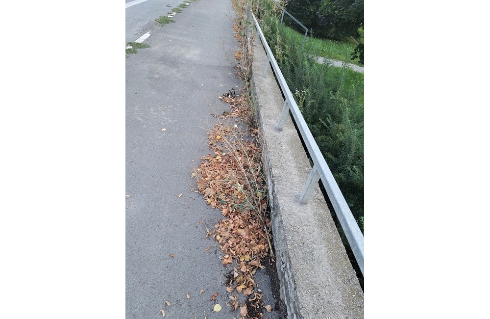 FOTO: Prešovské chodníky sú zarastené a zasahujú do nich konáre. Mesto tvrdí, že pracuje na ich odstraňovaní, foto 1