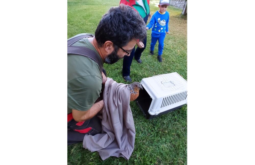 FOTO: Pracovníci Správy TANAP-u záchranili zranenú hluchánicu, foto 2