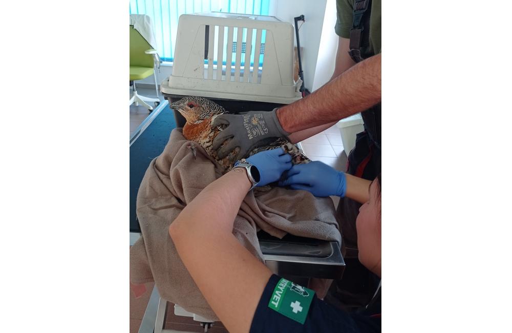 FOTO: Pracovníci Správy TANAP-u záchranili zranenú hluchánicu, foto 3