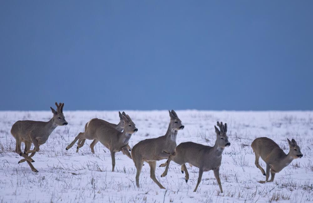 FOTO: Wildlife fotografie od Sabinovčana Jozefa Kovalíka, foto 3